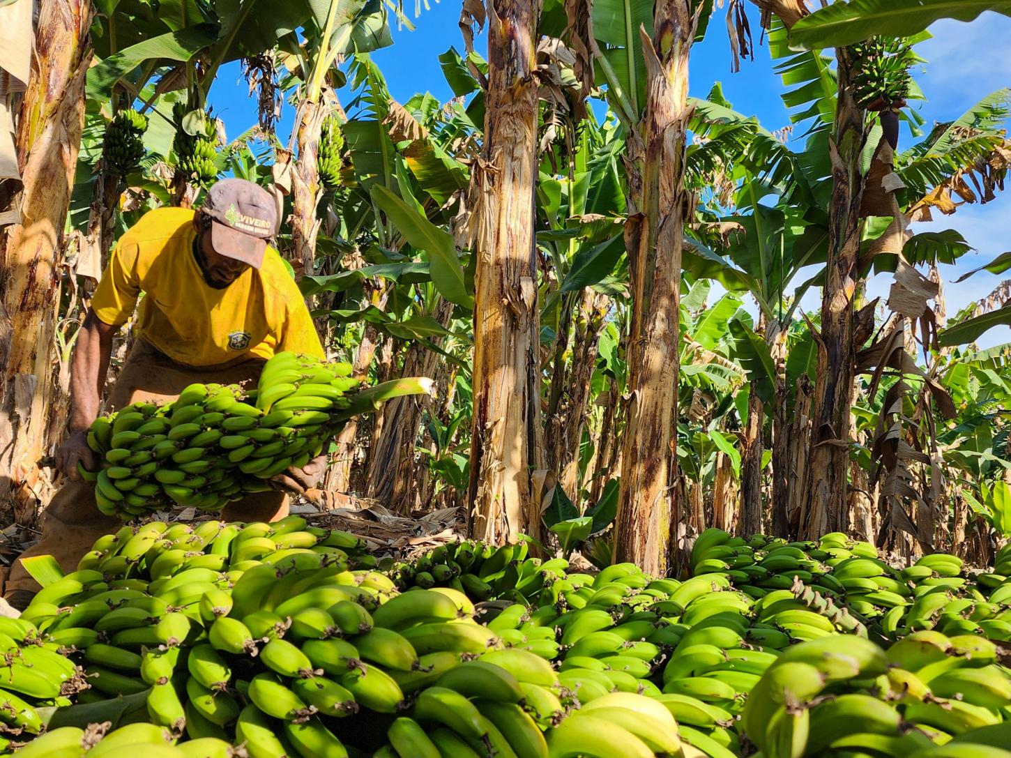 Produção de frutas em Minas Gerais cresceu 29% na última década